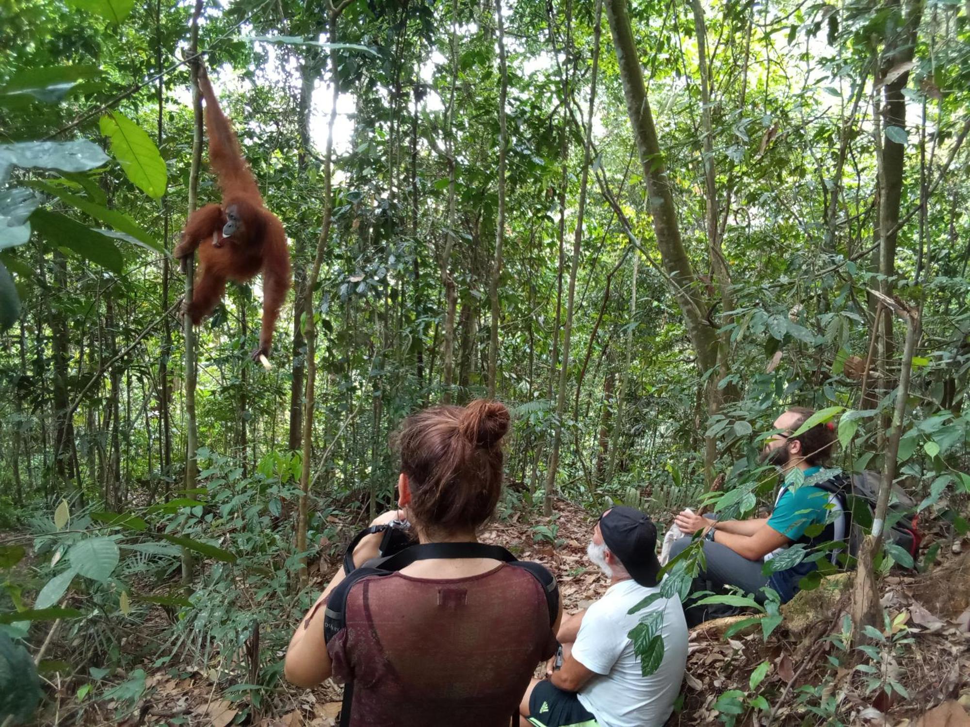 Jungle Treking & Jungle Tour If You Want To Stay Here,You Must Book Treking Only With Us بوكيت لاوانج المظهر الخارجي الصورة