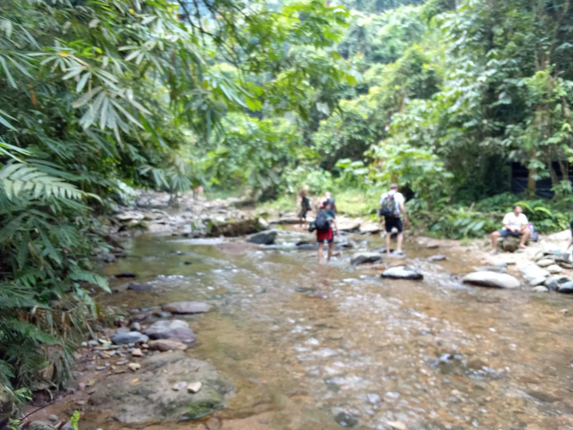 Jungle Treking & Jungle Tour If You Want To Stay Here,You Must Book Treking Only With Us بوكيت لاوانج المظهر الخارجي الصورة