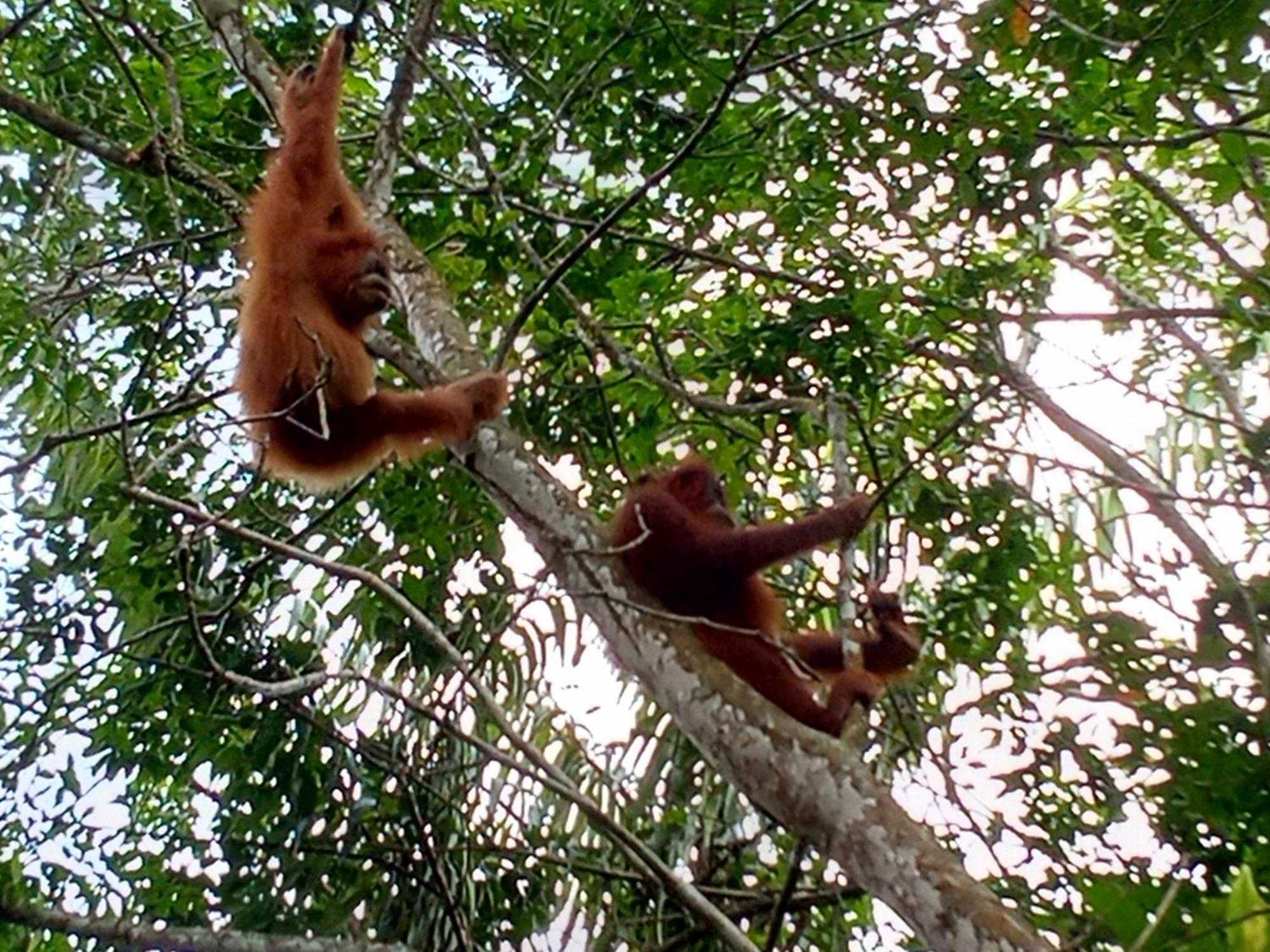 Jungle Treking & Jungle Tour If You Want To Stay Here,You Must Book Treking Only With Us بوكيت لاوانج المظهر الخارجي الصورة