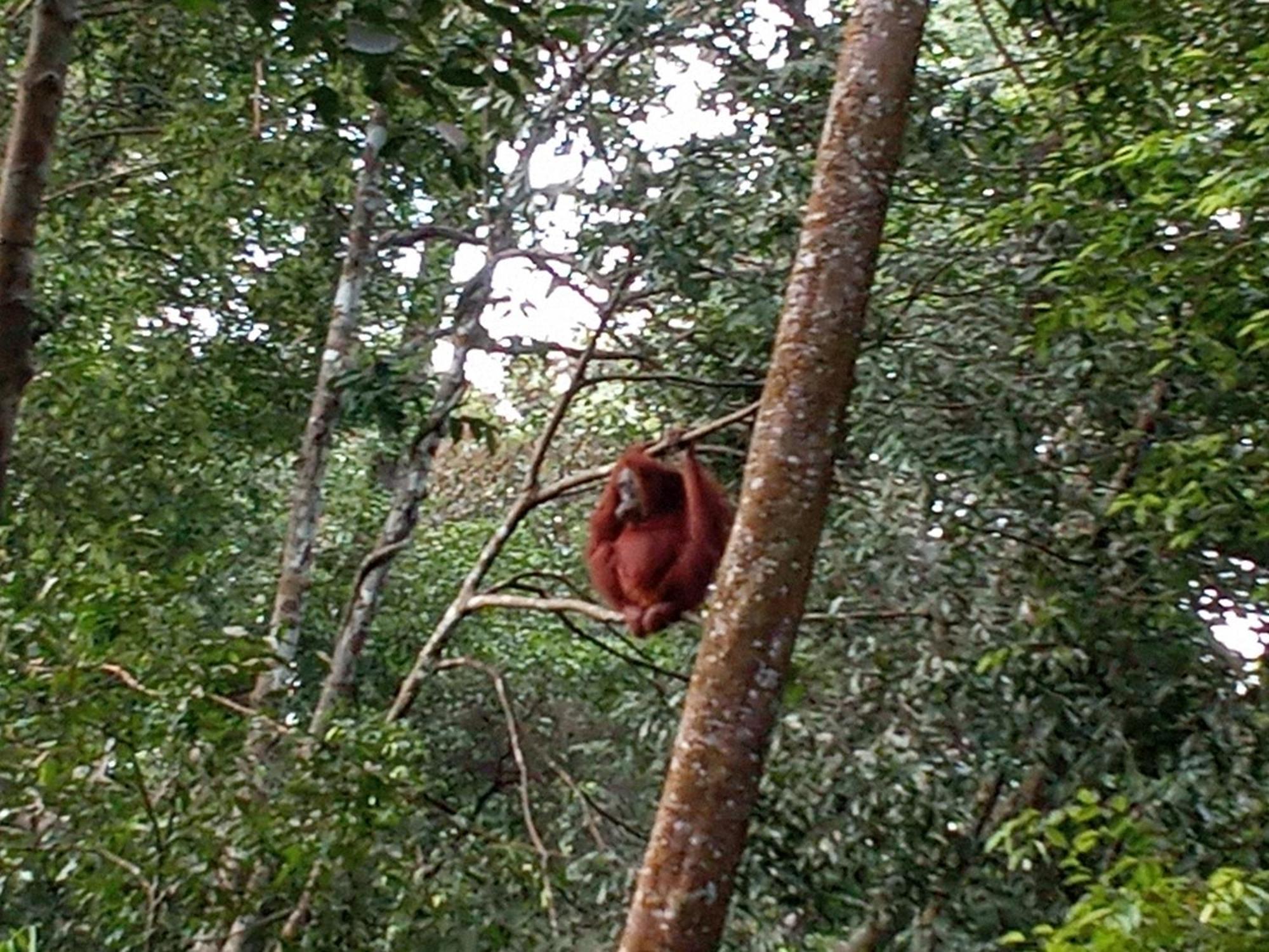 Jungle Treking & Jungle Tour If You Want To Stay Here,You Must Book Treking Only With Us بوكيت لاوانج المظهر الخارجي الصورة