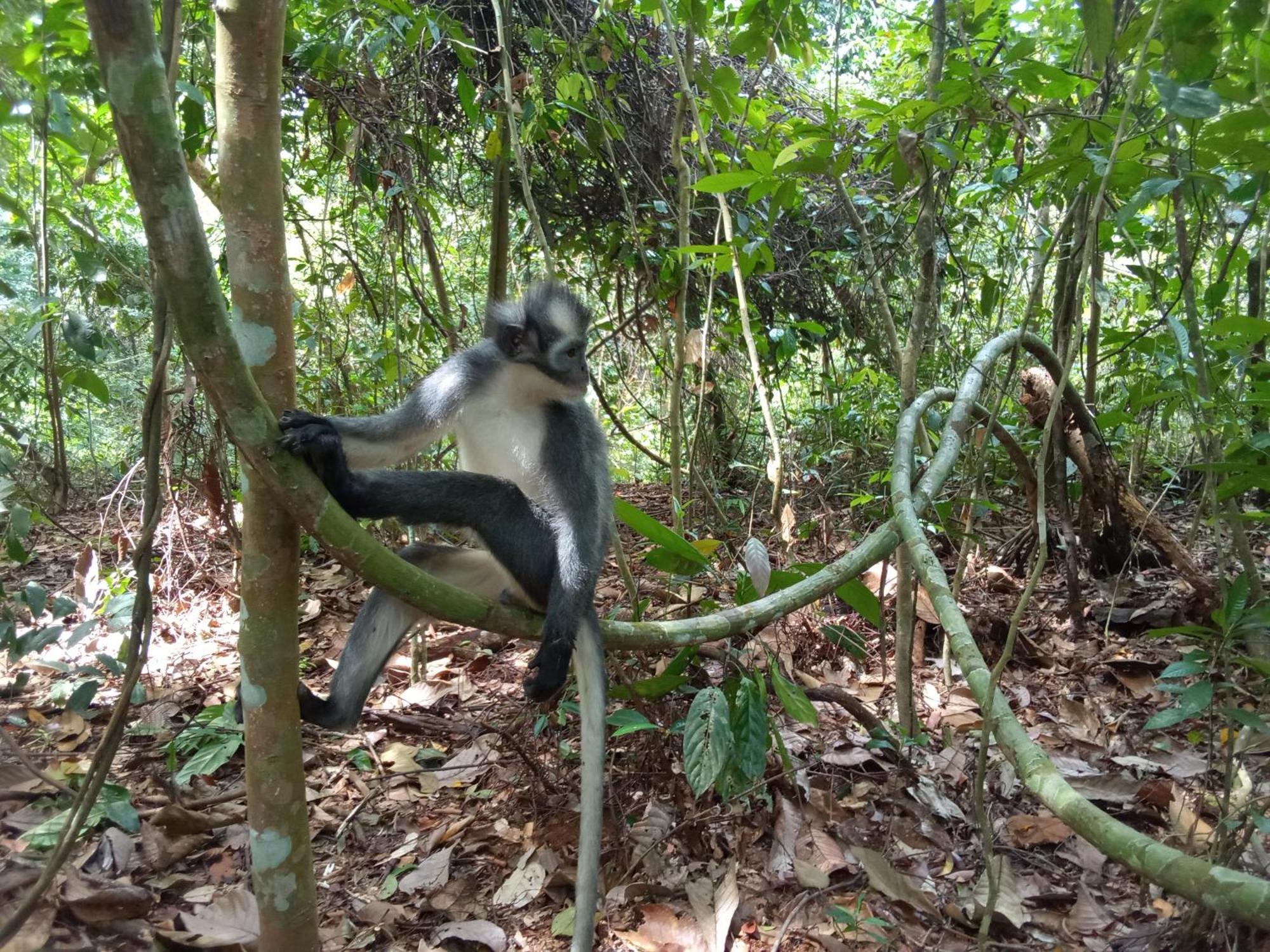 Jungle Treking & Jungle Tour If You Want To Stay Here,You Must Book Treking Only With Us بوكيت لاوانج المظهر الخارجي الصورة