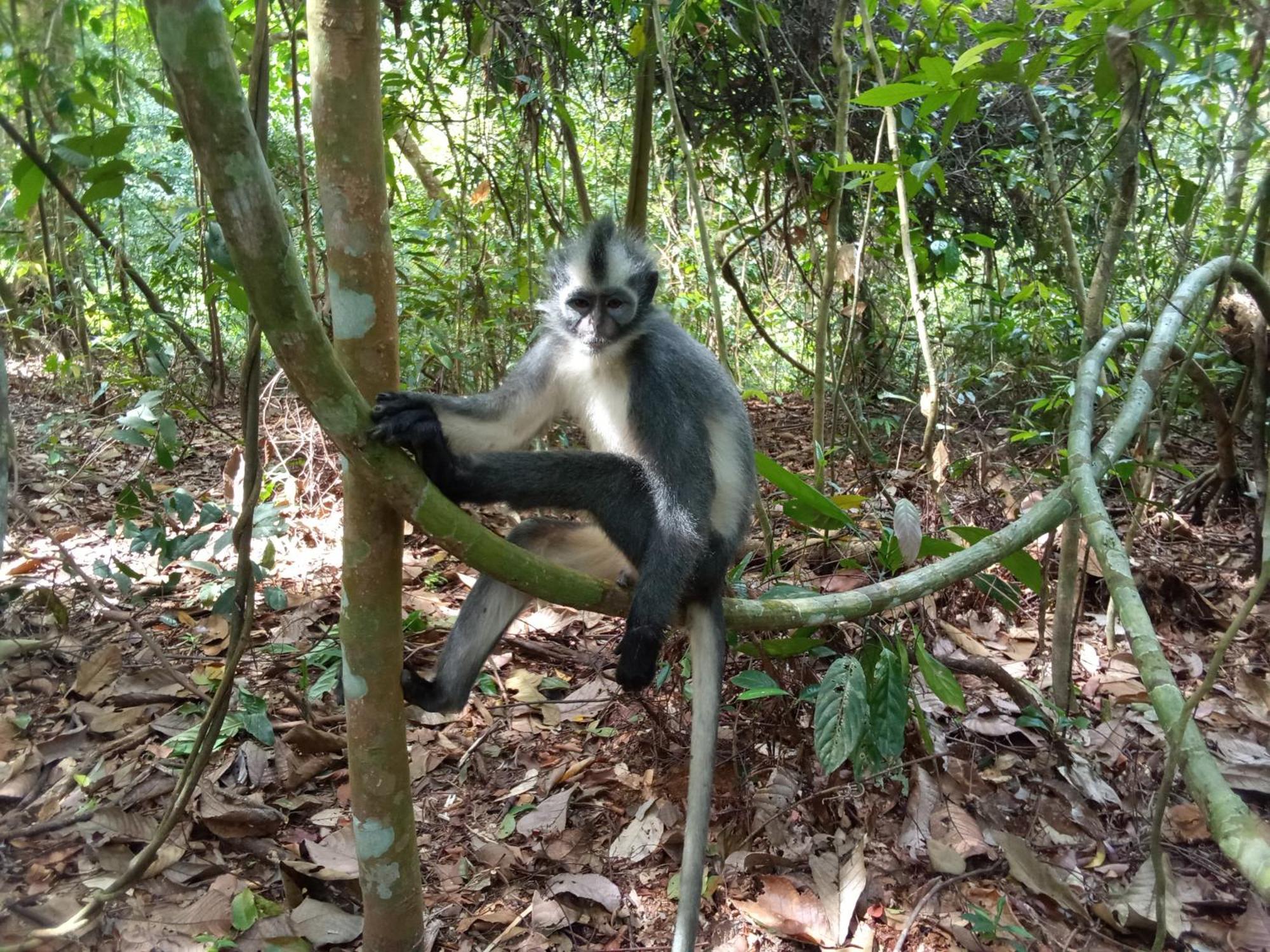 Jungle Treking & Jungle Tour If You Want To Stay Here,You Must Book Treking Only With Us بوكيت لاوانج المظهر الخارجي الصورة