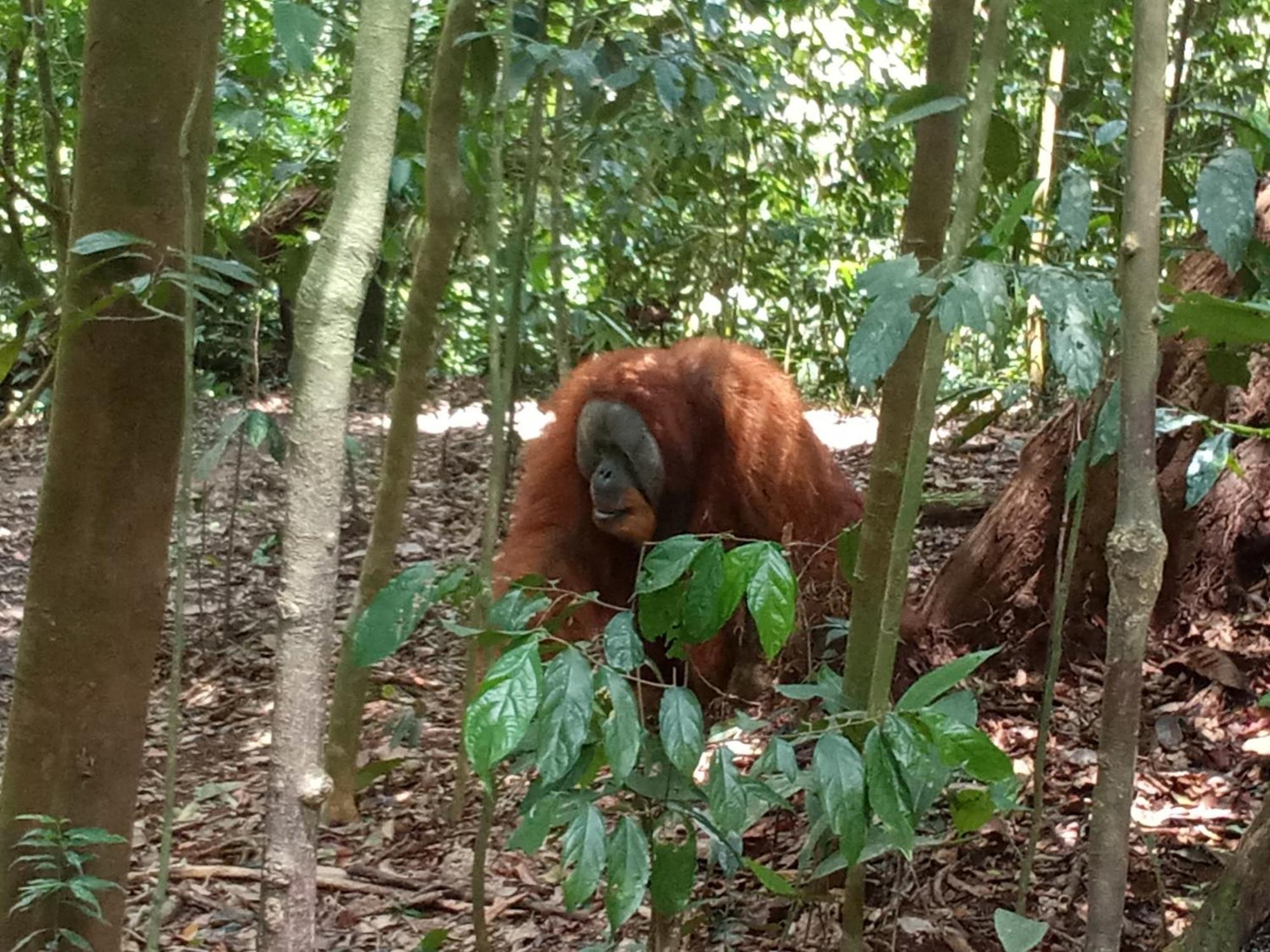 Jungle Treking & Jungle Tour If You Want To Stay Here,You Must Book Treking Only With Us بوكيت لاوانج المظهر الخارجي الصورة